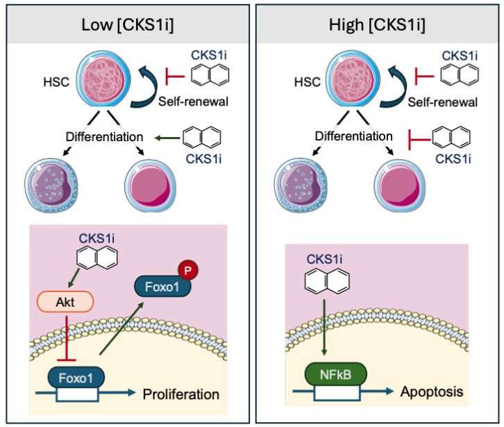 Miranda et al. (2025) Exp. Haem.